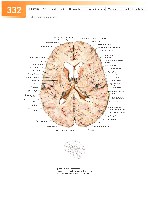 Sobotta Atlas of Human Anatomy  Head,Neck,Upper Limb Volume1 2006, page 339